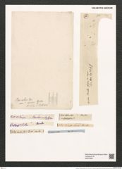 Ardissonia ? baculus (Greg.) Grun. (de-Toni-Nr.: Genus 68, Species 2682) Zeichnungen Sammlung Grunow (NHMW-BOT-W0373922)